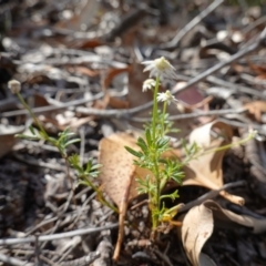 Actinotus minor at Vincentia, NSW - 19 Dec 2022