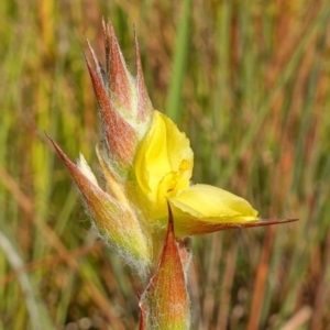 Philydrum lanuginosum at Vincentia, NSW - 19 Dec 2022