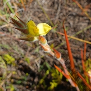Philydrum lanuginosum at Vincentia, NSW - 19 Dec 2022