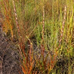 Philydrum lanuginosum at Vincentia, NSW - 19 Dec 2022