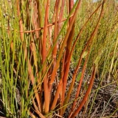 Philydrum lanuginosum at Vincentia, NSW - 19 Dec 2022