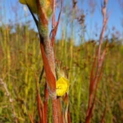 Philydrum lanuginosum at Vincentia, NSW - suppressed