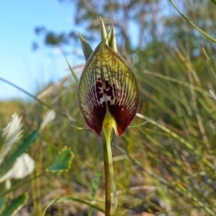 Cryptostylis erecta (Bonnet Orchid) at Vincentia, NSW - 19 Dec 2022 by RobG1