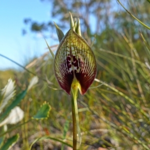 Cryptostylis erecta at Vincentia, NSW - suppressed