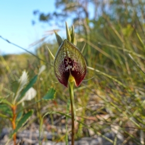 Cryptostylis erecta at Vincentia, NSW - suppressed