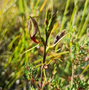 Cryptostylis erecta at Vincentia, NSW - suppressed