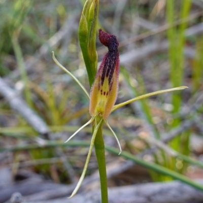 Cryptostylis hunteriana (Leafless Tongue Orchid) at Vincentia, NSW - 19 Dec 2022 by RobG1