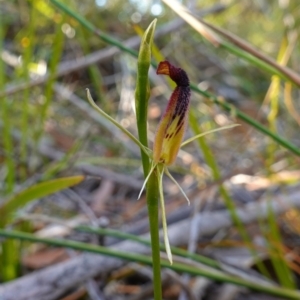 Cryptostylis hunteriana at Vincentia, NSW - suppressed
