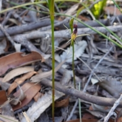 Cryptostylis hunteriana at Vincentia, NSW - 19 Dec 2022