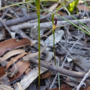 Cryptostylis hunteriana at Vincentia, NSW - suppressed