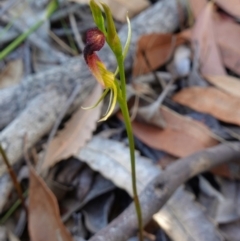 Cryptostylis hunteriana at Vincentia, NSW - suppressed