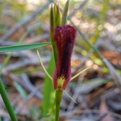 Cryptostylis hunteriana (Leafless Tongue Orchid) at Vincentia, NSW - 19 Dec 2022 by RobG1