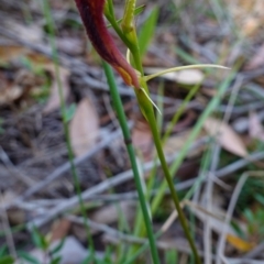 Cryptostylis hunteriana at Vincentia, NSW - suppressed