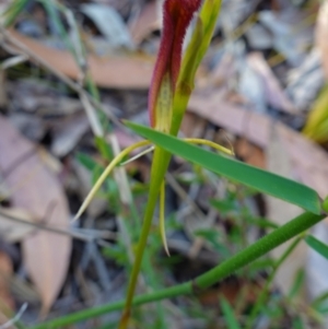 Cryptostylis hunteriana at Vincentia, NSW - suppressed