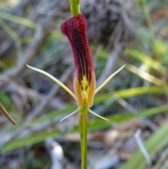 Cryptostylis hunteriana (Leafless Tongue Orchid) at Vincentia, NSW - 19 Dec 2022 by RobG1