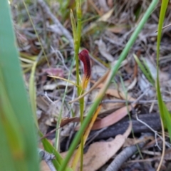 Cryptostylis hunteriana at Vincentia, NSW - suppressed
