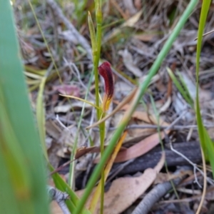 Cryptostylis hunteriana at Vincentia, NSW - suppressed