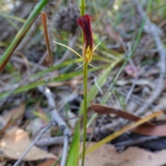 Cryptostylis hunteriana at Vincentia, NSW - suppressed