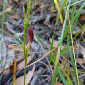 Cryptostylis hunteriana at Vincentia, NSW - suppressed