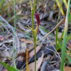 Cryptostylis hunteriana at Vincentia, NSW - suppressed