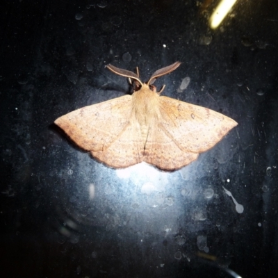 Lasiocampidae (family) (Snout moth) at Charleys Forest, NSW - 21 Feb 2009 by arjay