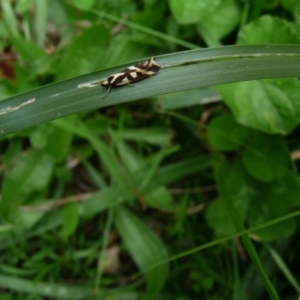 Epithymema incomposita at Charleys Forest, NSW - 28 Mar 2020