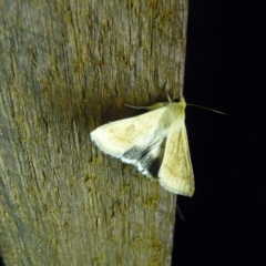 Helicoverpa punctigera (Native Budworm) at Mongarlowe River - 23 Dec 2013 by arjay