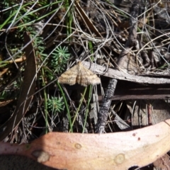 Scopula rubraria (Reddish Wave, Plantain Moth) at Mongarlowe River - 16 Mar 2014 by arjay