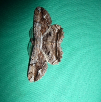 Scioglyptis lyciaria (White-patch Bark Moth) at QPRC LGA - 11 Mar 2018 by arjay