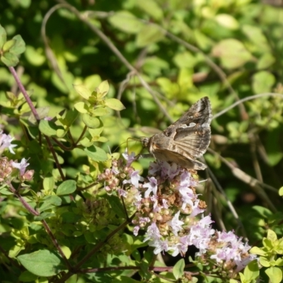 Chrysodeixis argentifera (Tobacco Looper) at Charleys Forest, NSW - 4 Feb 2021 by arjay