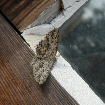 Thallogama nigraria (Black Bark Moth) at Charleys Forest, NSW - 3 Feb 2021 by arjay