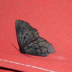 Melanodes anthracitaria (Black Geometrid) at Charleys Forest, NSW - 11 Dec 2021 by arjay