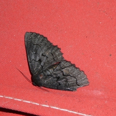 Melanodes anthracitaria (Black Geometrid) at Charleys Forest, NSW - 11 Dec 2021 by arjay