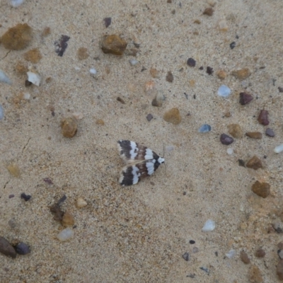 Halone sejuncta (Variable Halone) at Charleys Forest, NSW - 25 Mar 2021 by arjay
