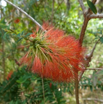 Melaleuca hypericifolia (Hillock Bush) at Vincentia Coastal Walking Track - 20 Dec 2022 by RobG1