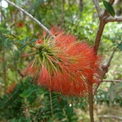 Melaleuca hypericifolia (Hillock Bush) at Vincentia, NSW - 20 Dec 2022 by RobG1