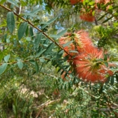 Melaleuca hypericifolia at Vincentia, NSW - 20 Dec 2022