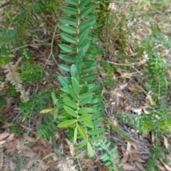 Melaleuca hypericifolia at Vincentia, NSW - 20 Dec 2022 01:57 PM