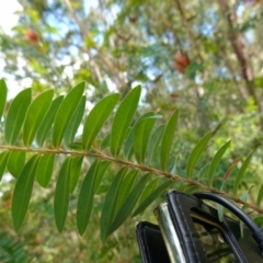 Melaleuca hypericifolia at Vincentia, NSW - 20 Dec 2022 01:57 PM