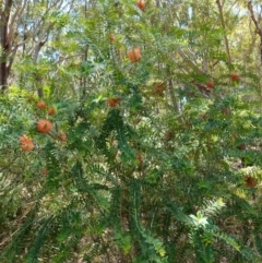 Melaleuca hypericifolia at Vincentia, NSW - 20 Dec 2022 01:57 PM