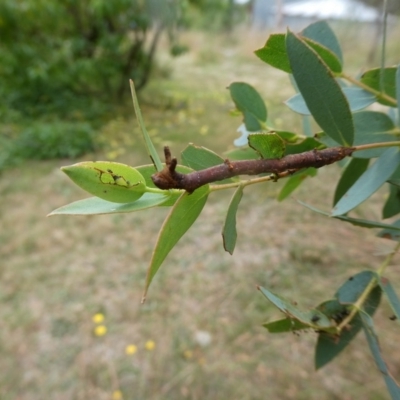 Geometridae (family) IMMATURE at Charleys Forest, NSW - 29 Dec 2020 by arjay