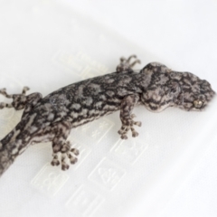 Christinus marmoratus at Higgins, ACT - 4 Jan 2023 09:24 AM