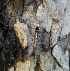 Euproctis baliolalis (Browntail Gum Moth) at QPRC LGA - 23 Mar 2021 by arjay