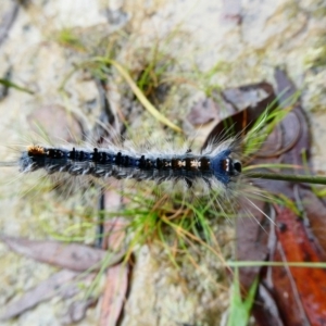 Lasiocampidae (family) immature at Mongarlowe, NSW - 23 Mar 2021