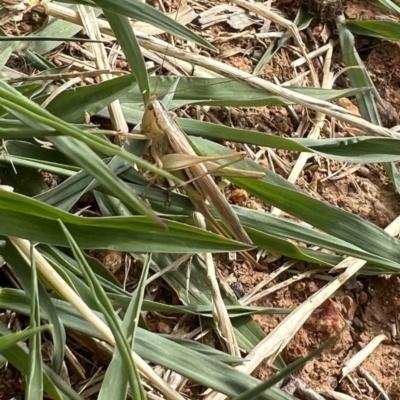 Conocephalus semivittatus (Meadow katydid) at Murrumbateman, NSW - 6 Jan 2023 by amiessmacro