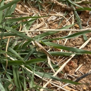 Conocephalus semivittatus at Murrumbateman, NSW - 6 Jan 2023