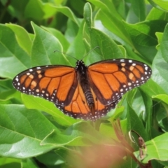 Danaus plexippus (Monarch) at Theodore, ACT - 6 Jan 2023 by owenh