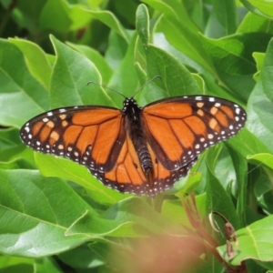 Danaus plexippus at Theodore, ACT - 6 Jan 2023