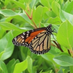 Danaus plexippus at Theodore, ACT - suppressed