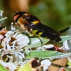 Odontomyia hunteri (Soldier fly) at Queanbeyan West, NSW - 6 Jan 2023 by Paul4K